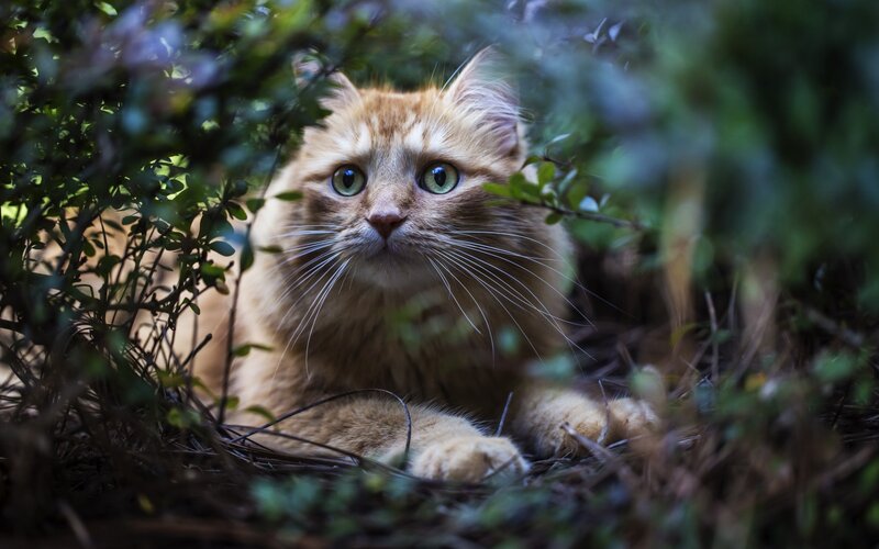 Orange Cat in Bushes