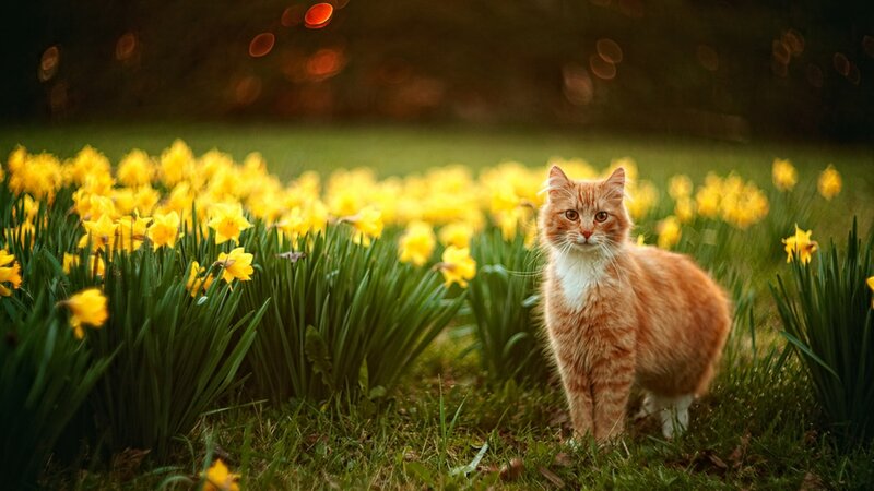Orange Cat in Daffodils