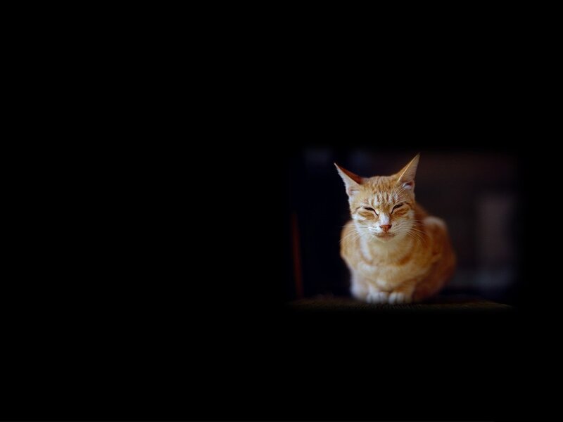 Orange cat in dim light