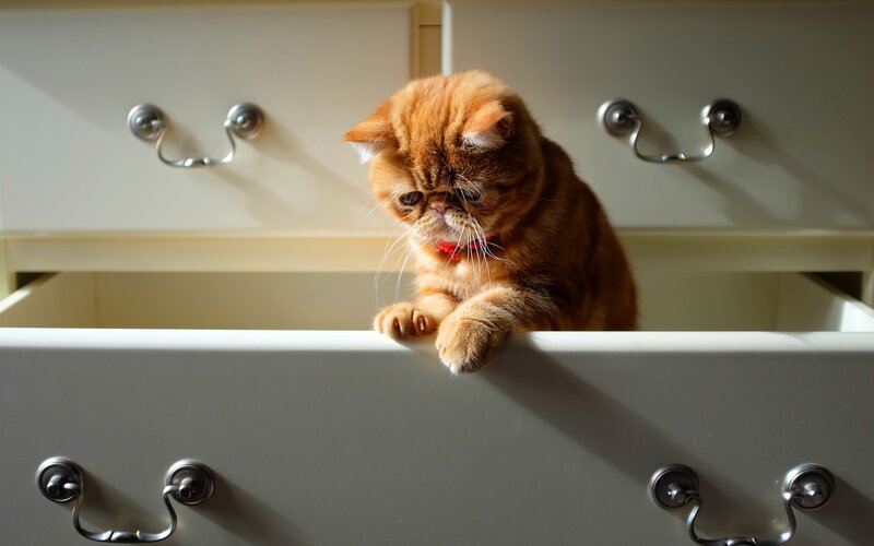 Orange Cat in Drawer
