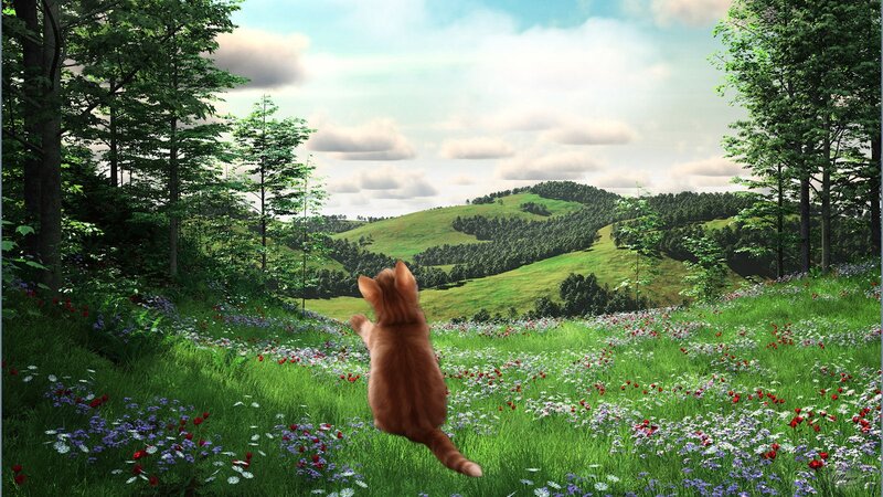 Orange Cat in Field