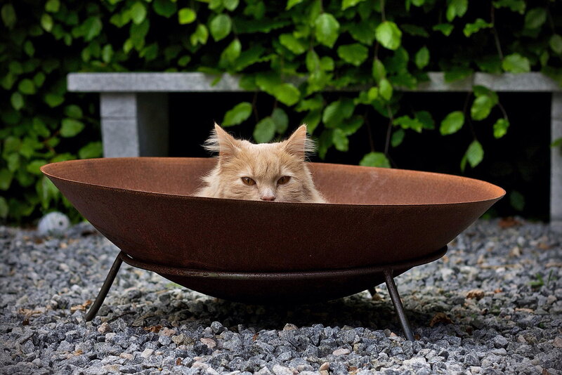 Orange Cat in Fire Pit