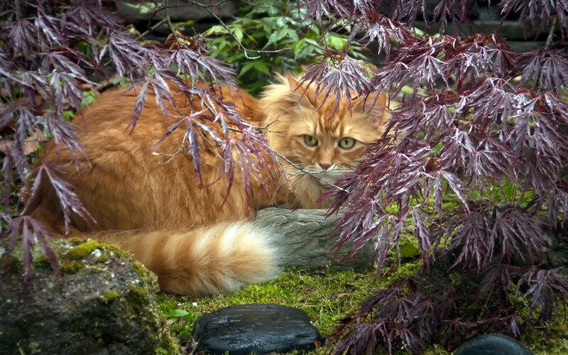 Orange Cat in Foliage
