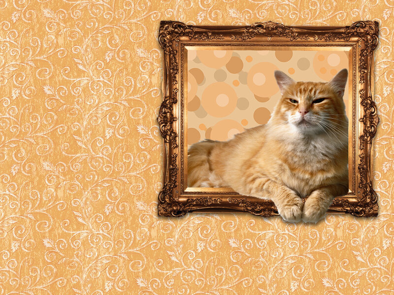Orange Cat in Frame