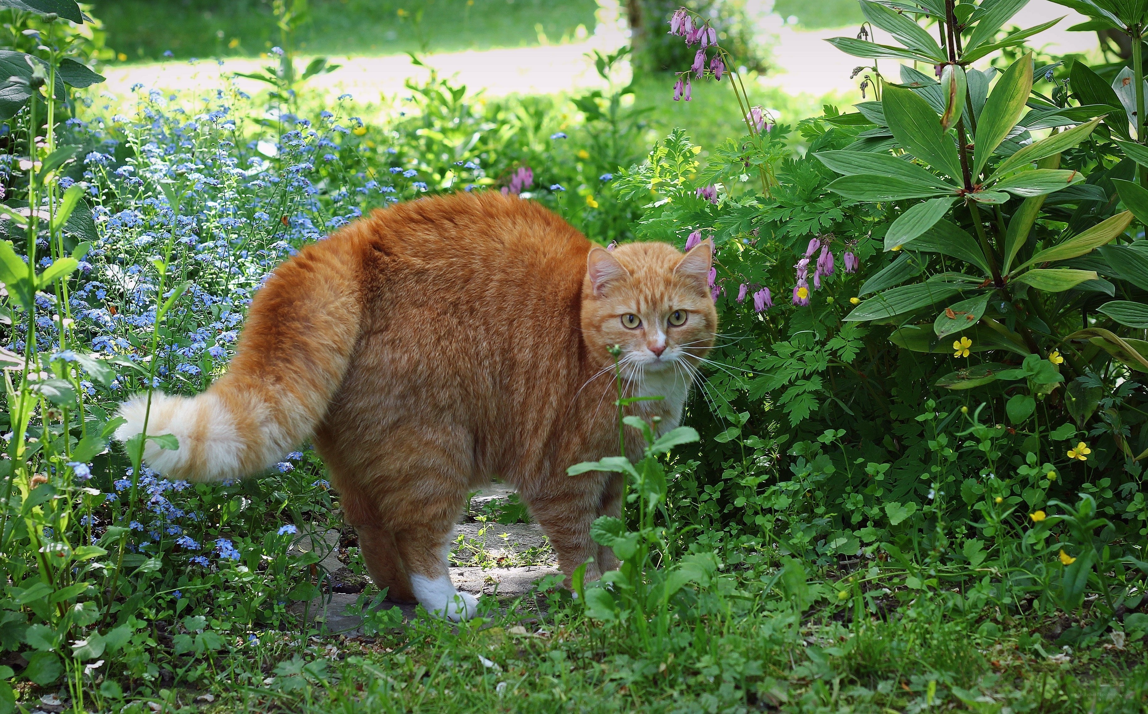 Orange cat in garden
