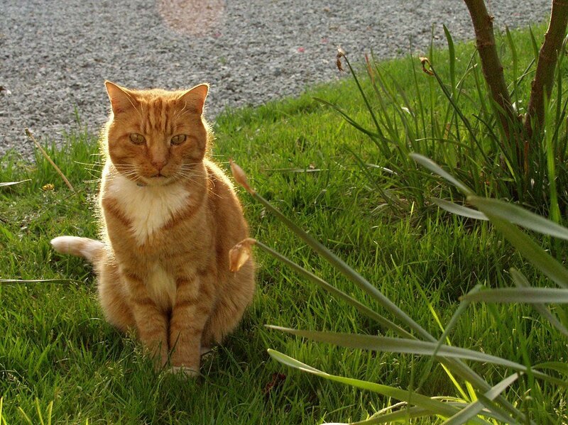 Orange cat in garden