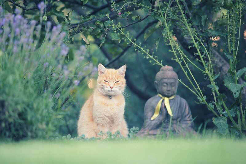 Orange Cat in Garden — Serene