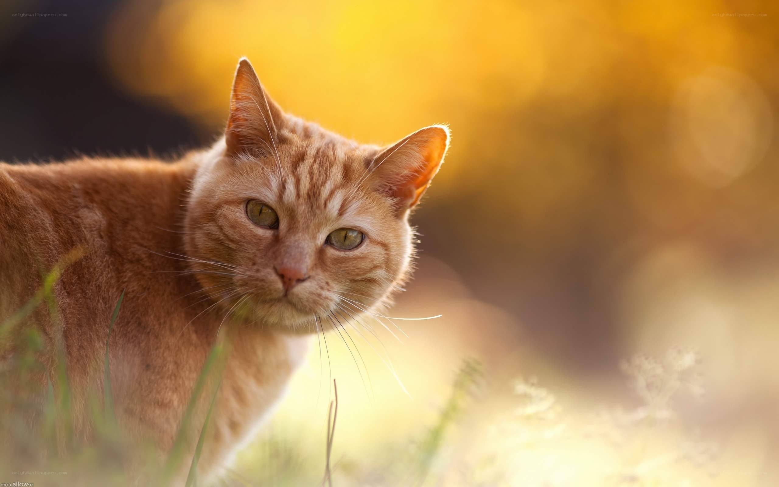 orange cat in golden light