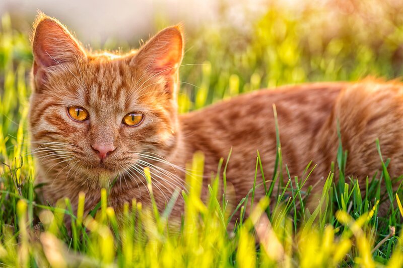 orange cat in grass