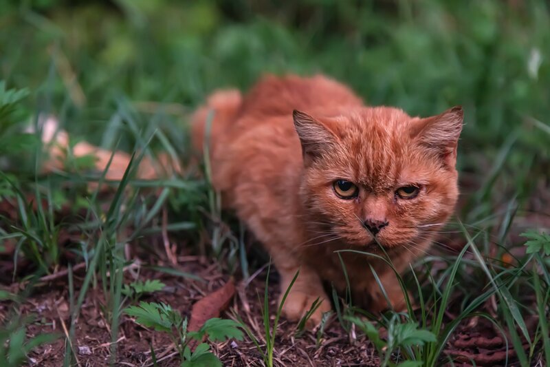 Orange Cat in Grass — Alert