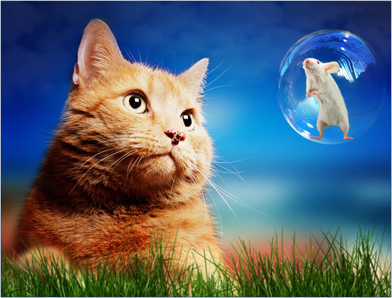 Orange Cat in Grass — Blue