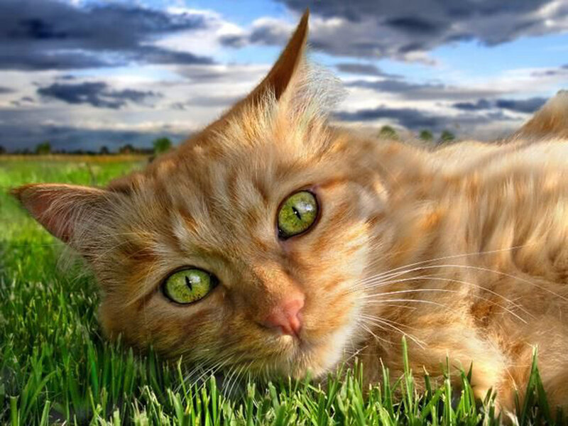 Orange Cat in Grass — Green, Calm, Afternoon