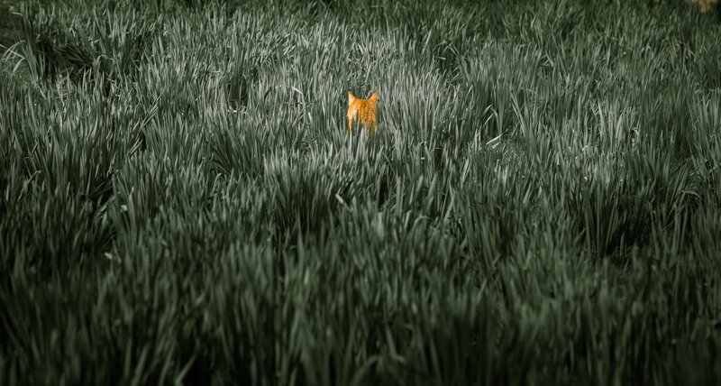 Orange Cat in Grass — Green, Calm, Photograph