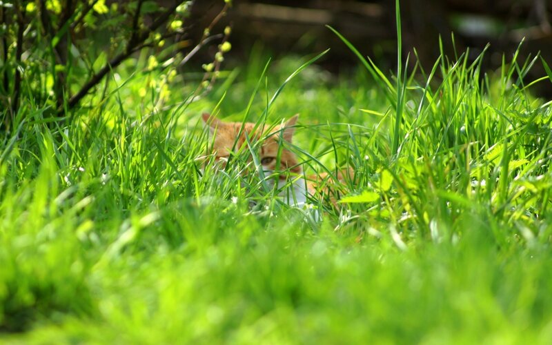Orange Cat in Grass — Green, Calm