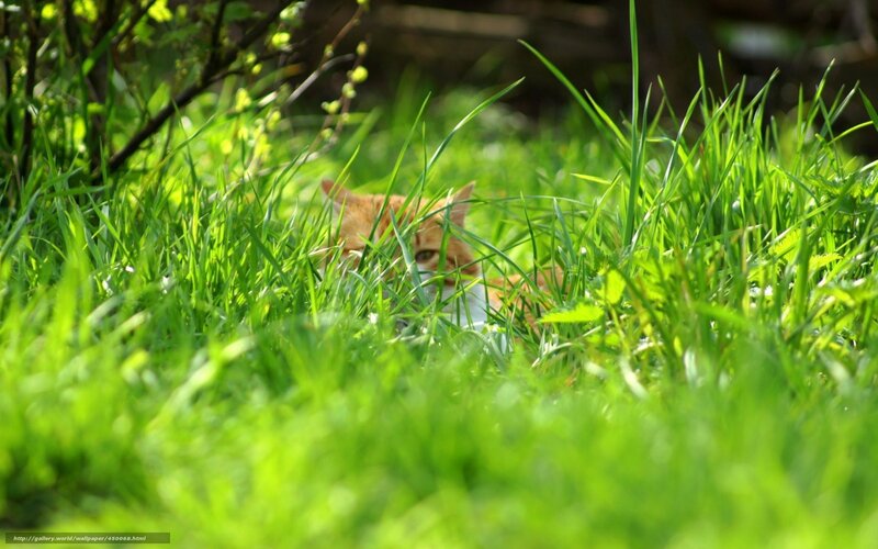Orange Cat in Grass — Green, Serene
