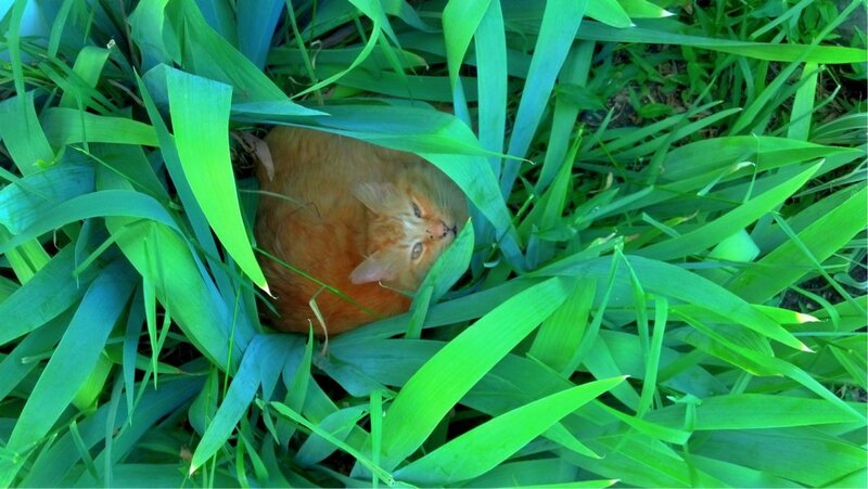 Orange Cat in Grass — Green