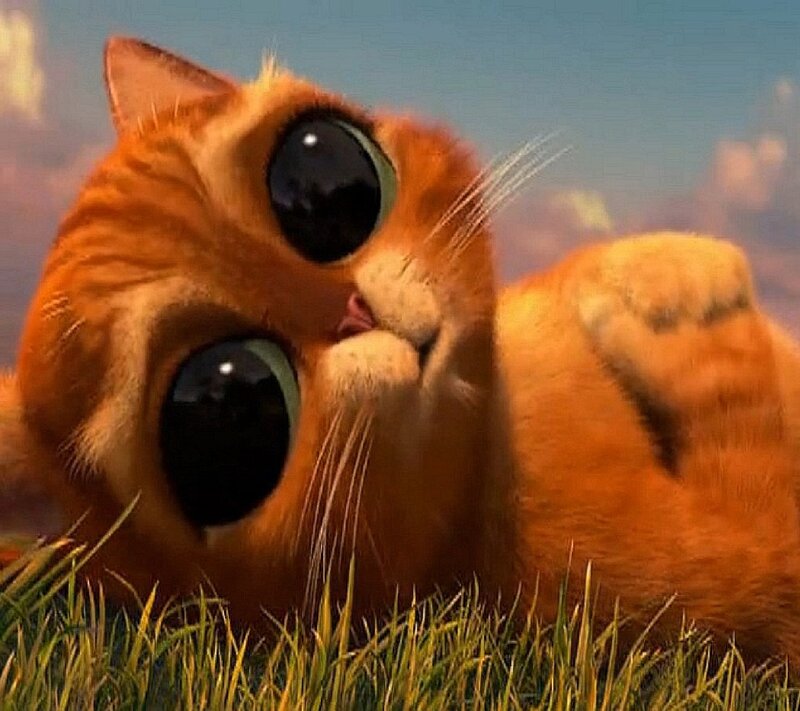 Orange Cat in Grass — Playful