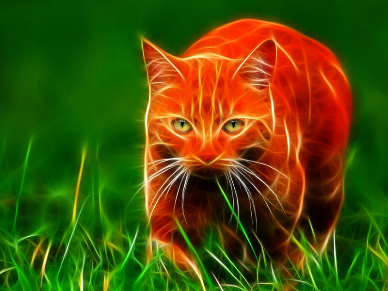 Orange Cat in Grass — Red