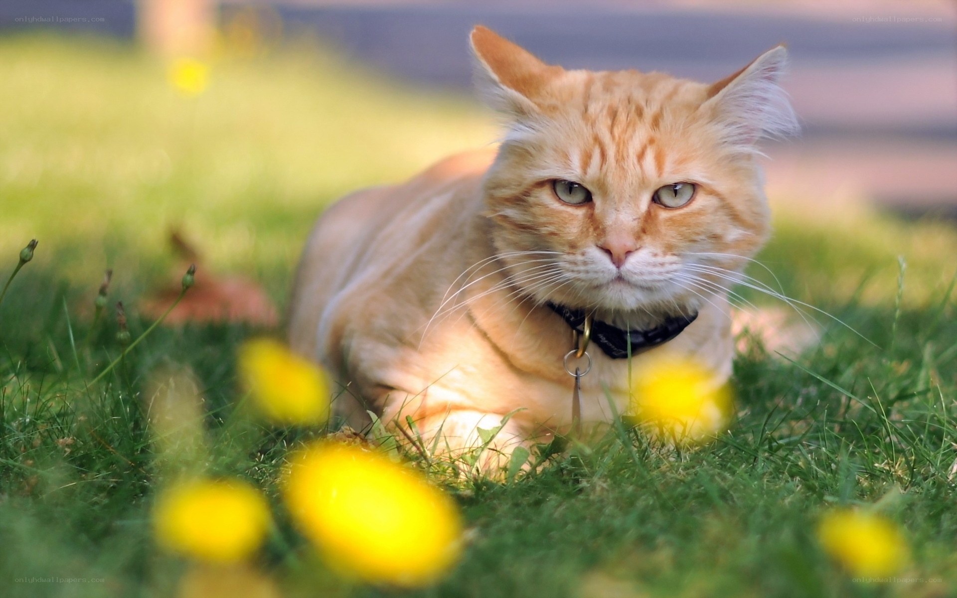 Orange cat in grass