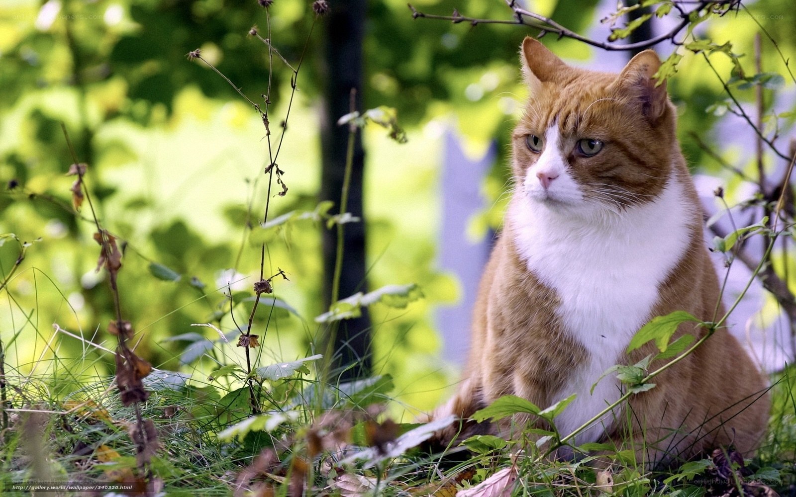 Orange cat in green foliage