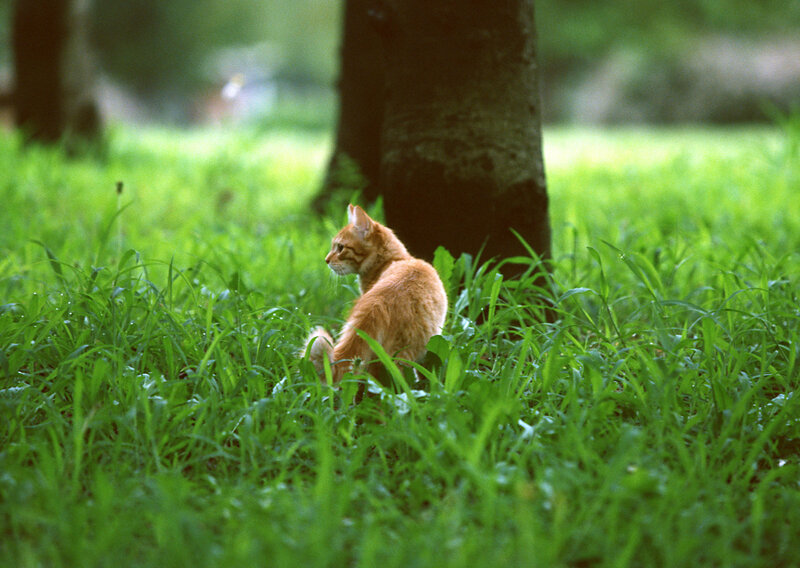 Orange cat in green grass