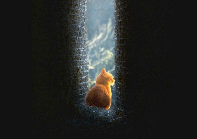 Orange Cat in Hay Bale