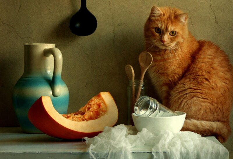 Orange Cat in Kitchen