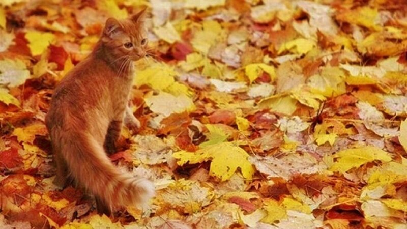 Orange Cat in Leaves — Yellow