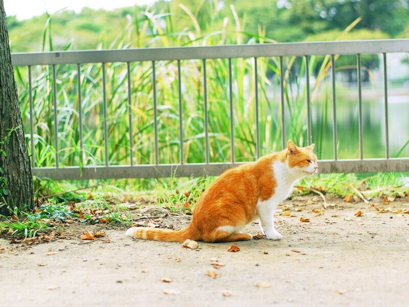 Orange cat in park