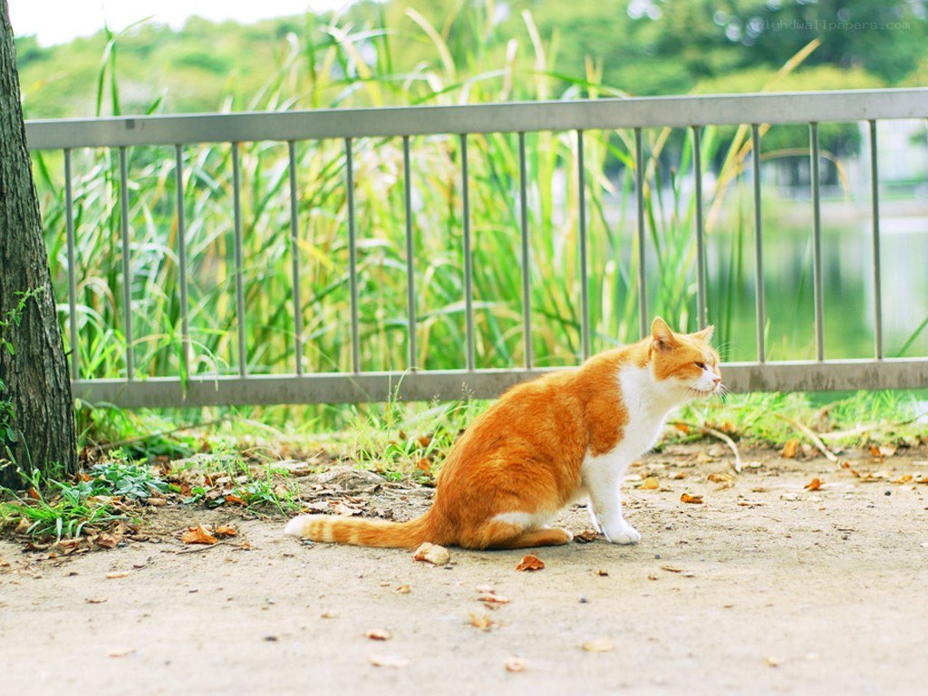 Orange cat in park