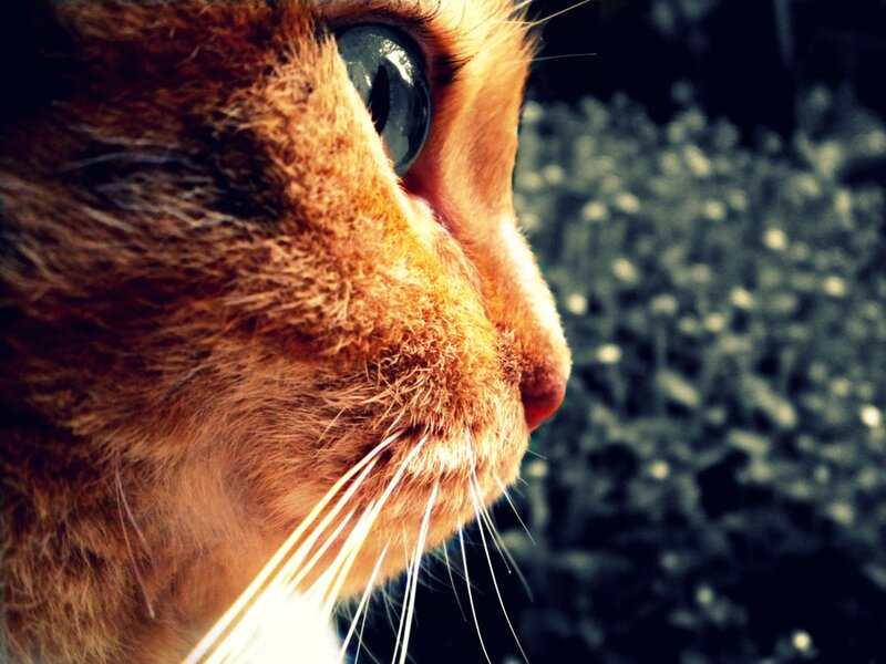 Orange Cat in Profile — Brown, Calm
