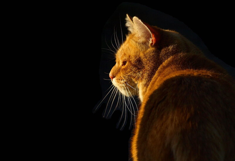 Orange Cat in Profile — Brown