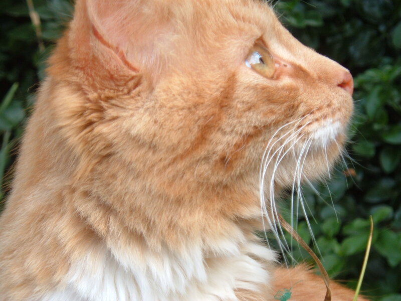 Orange Cat in Profile — Calm, Afternoon