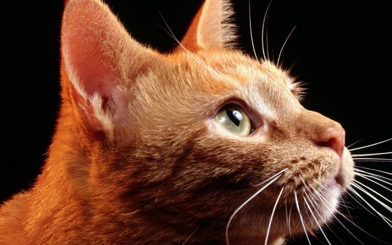 Orange Cat in Profile — Dramatic
