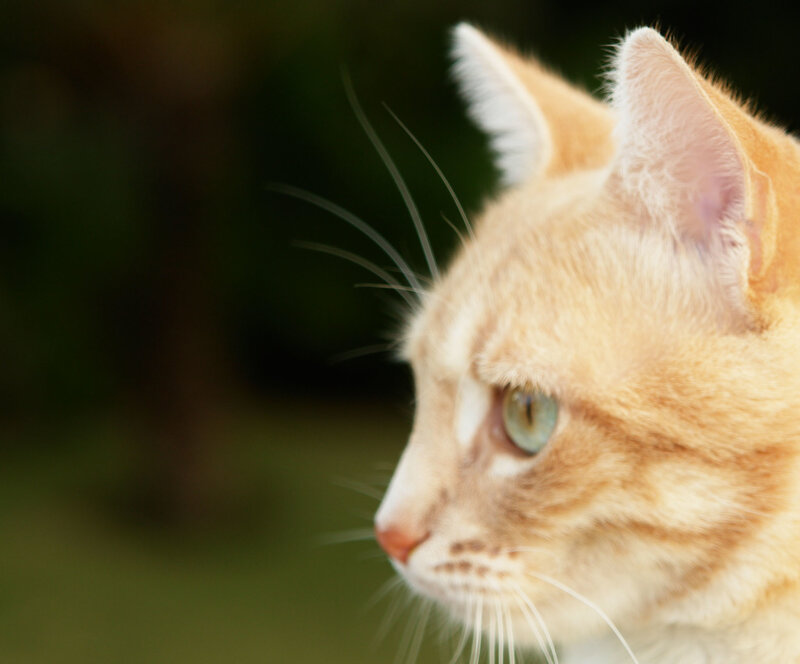 orange cat in profile