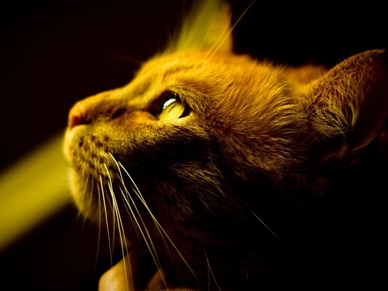 Orange Cat in Profile — Yellow, Dramatic