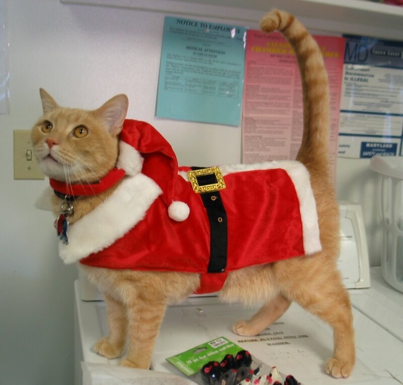 Orange Cat in Santa Suit