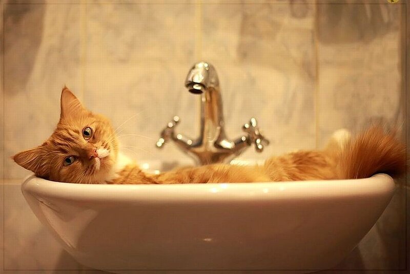 Orange Cat in Sink