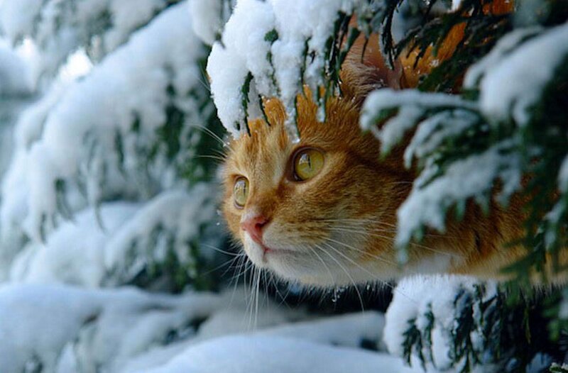 Orange Cat in Snow — Calm, Winter
