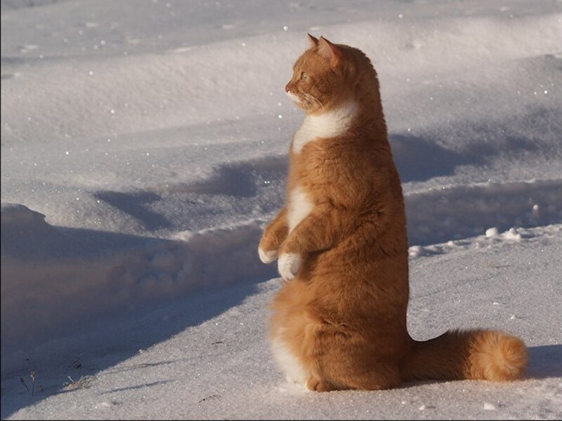 Orange Cat in Snow