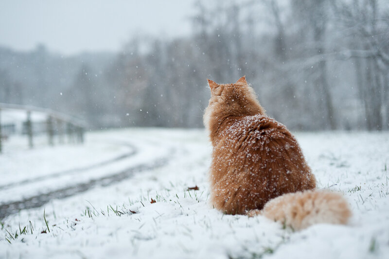 Orange Cat in Snow — White, Calm