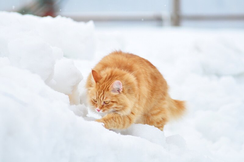 Orange Cat in Snow — White, Calm, Winter