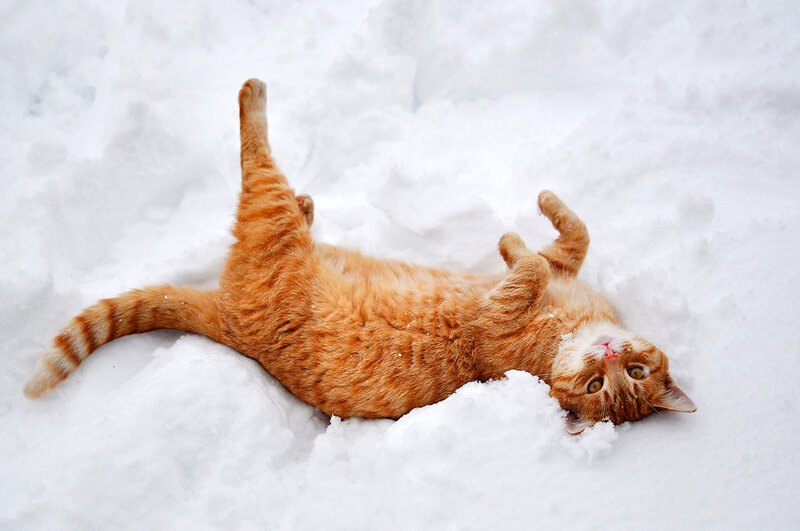 Orange Cat in Snow — White, Playful