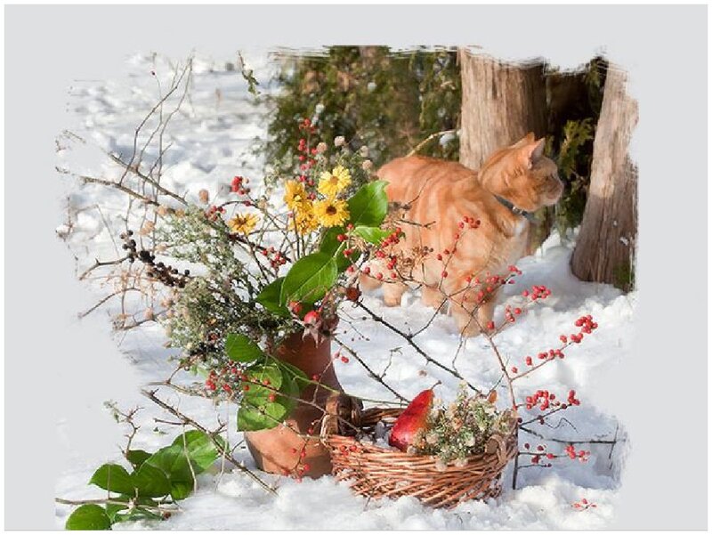 Orange Cat in Snow — White, Serene