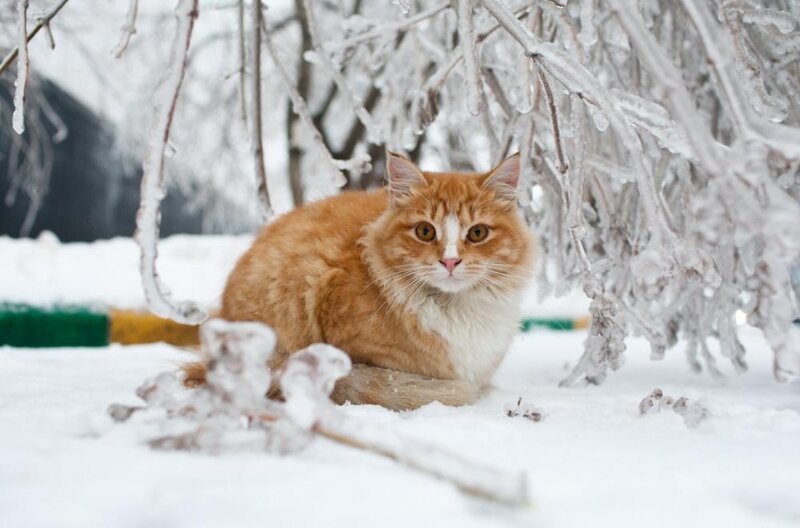 Orange Cat in Snow — White