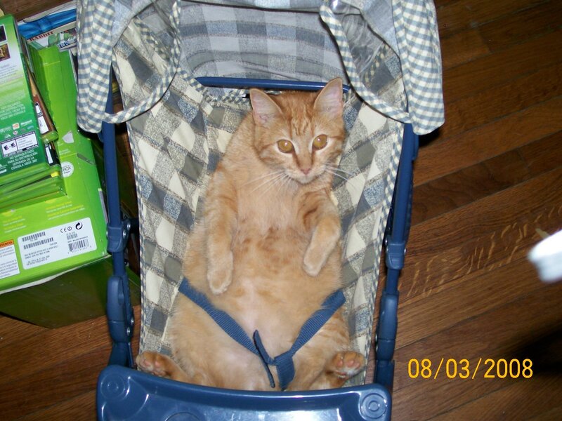 Orange Cat in Stroller