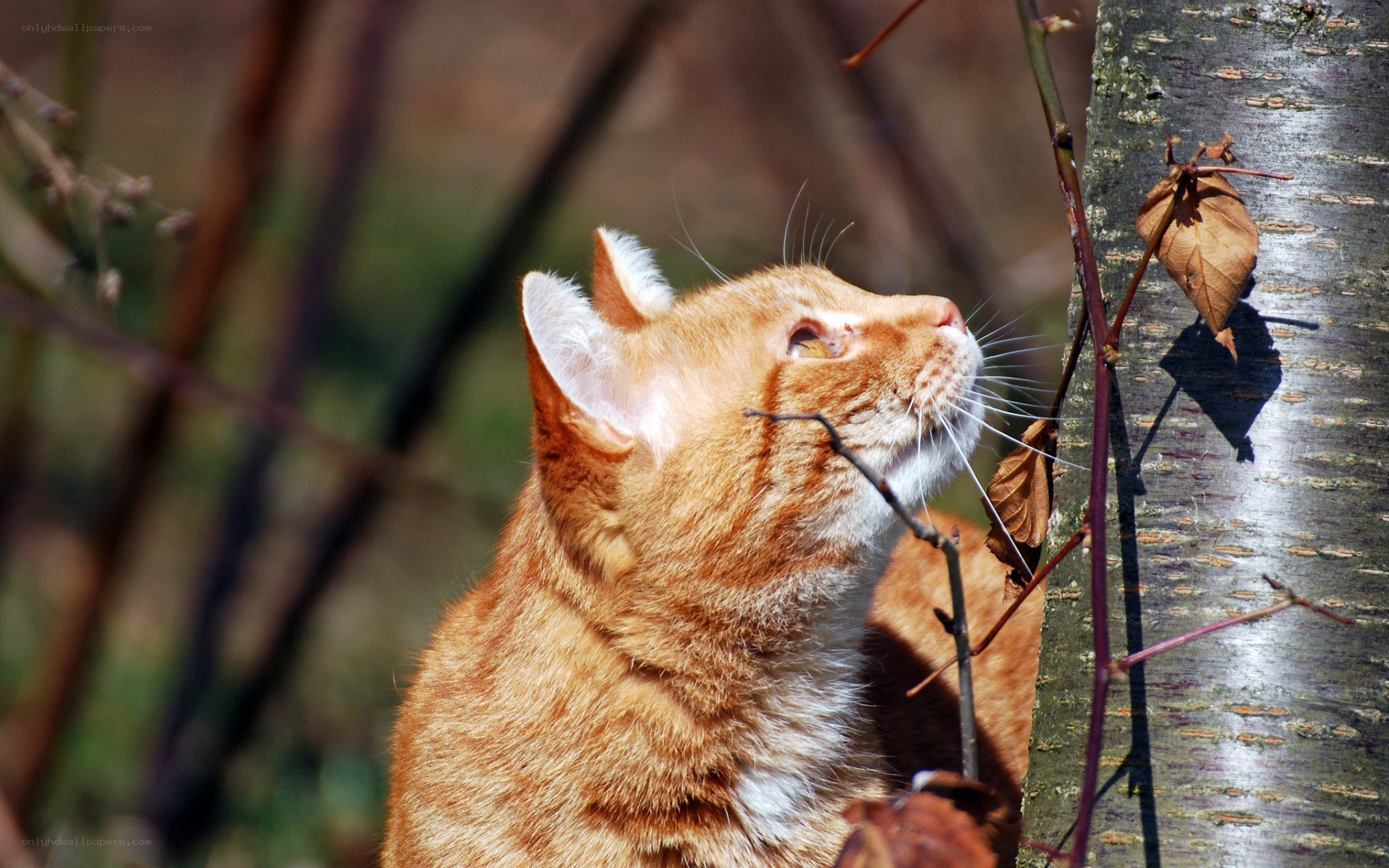 orange cat in sunlight