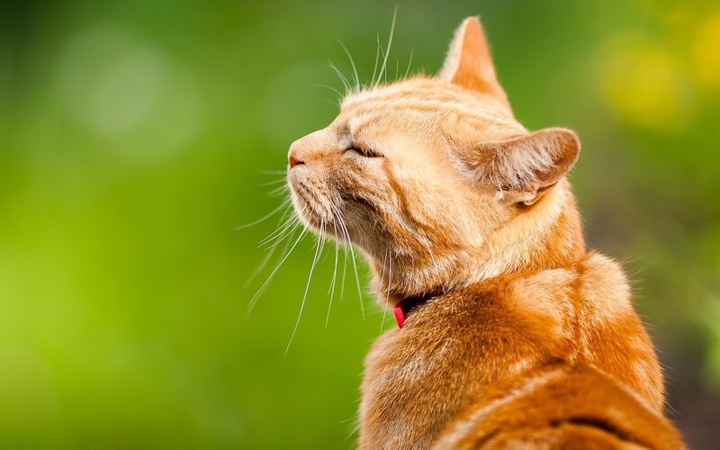 orange cat in sunlight