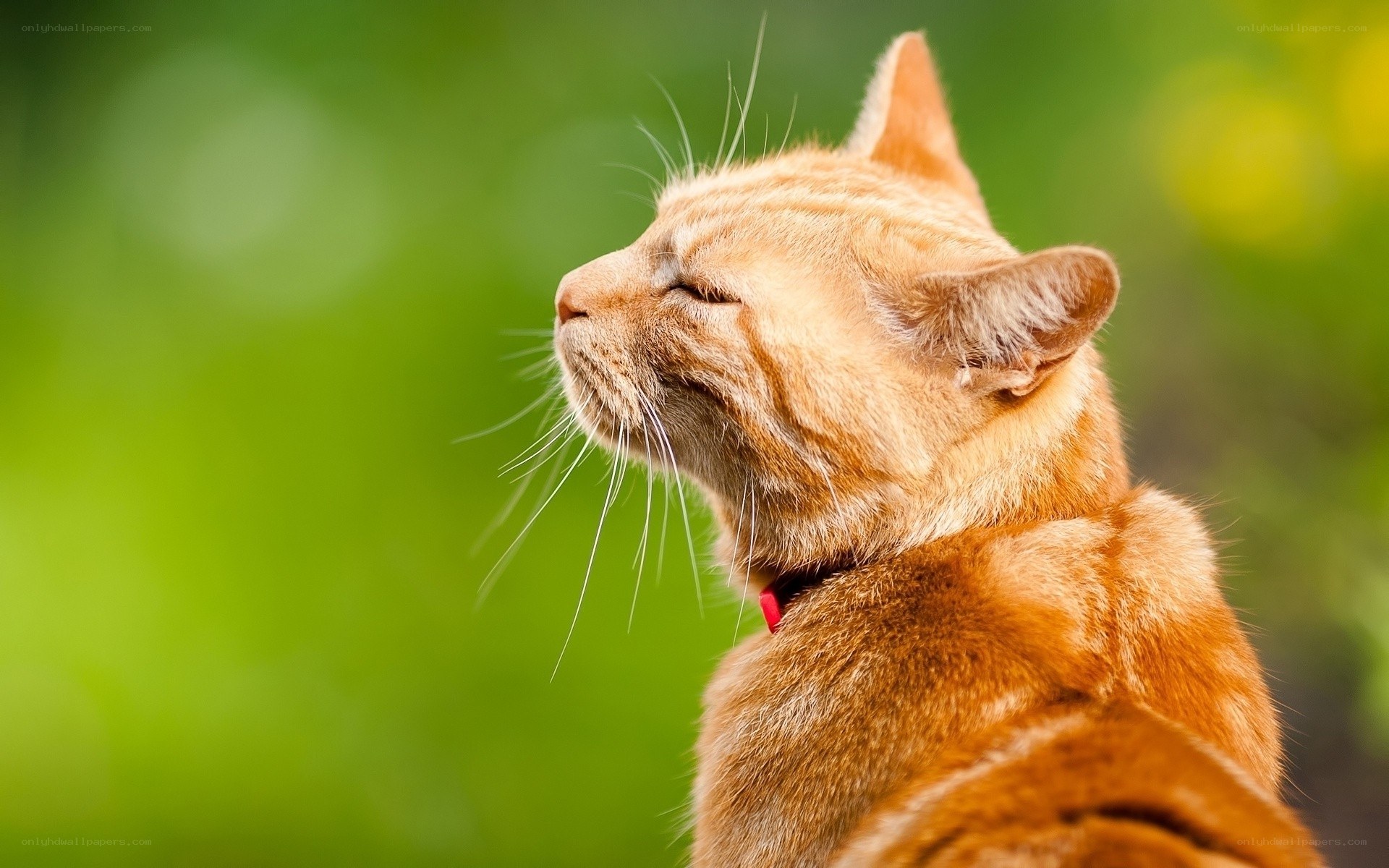 orange cat in sunlight
