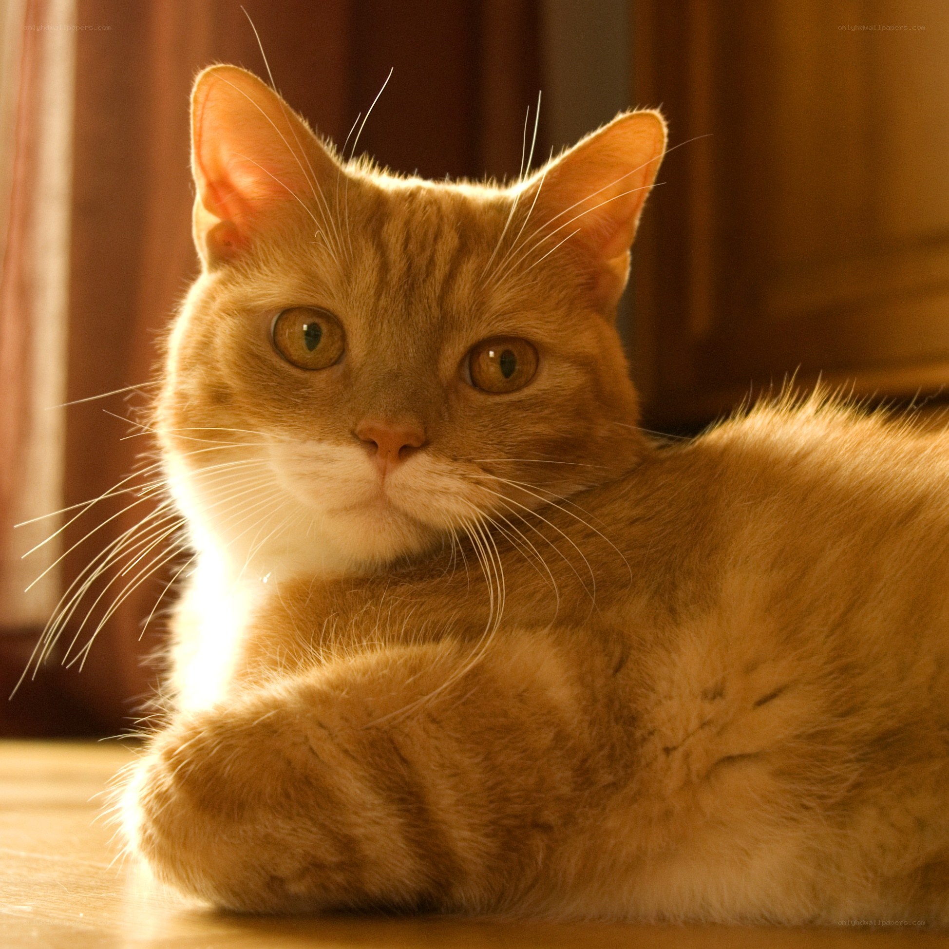 Orange cat in sunlight